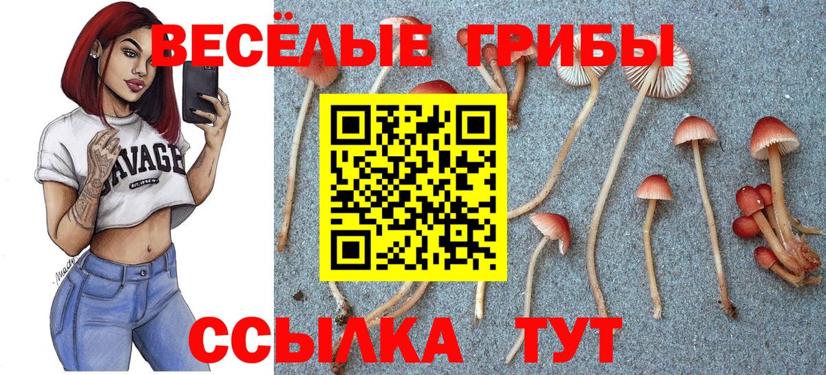 где найти   Псилоцибиновые грибы Psilocybine cubensis  Мурино  Вход с VPN  Псилоцибиновые грибы Psilocybe 
